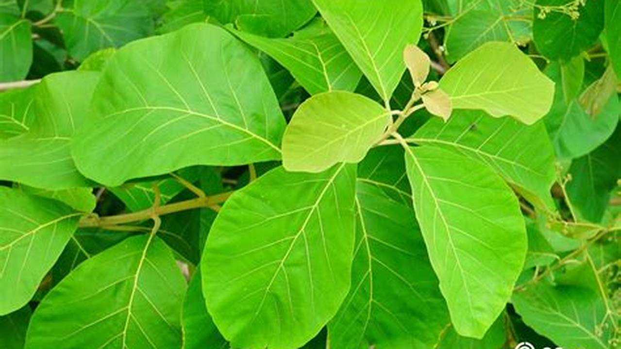 12 Manfaat Daun Jati yang Jarang Diketahui, Yuk, Cari Tahu!